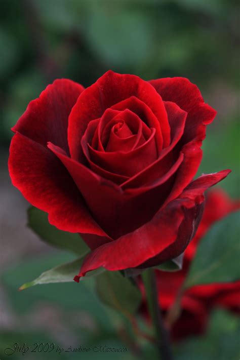 Rose photography - Download and use 70,000+ Red Roses stock photos for free. Thousands of new images every day Completely Free to Use High-quality videos and images from Pexels. Photos. Explore. License. Upload. Upload Join. red rose romance roses red rose background bouquet petals yellow rose rose red background flowers flower bloom love flora …
